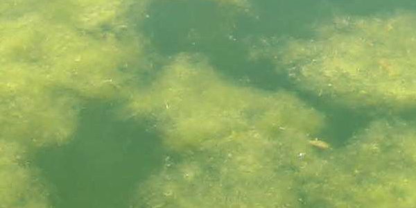 57+ Was Tun Gegen Fadenalgen Im Teich, Fadenalgen breiten sich im