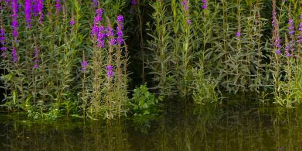 Teichpflanzen für die Sumpfzone eines Gartenteichs