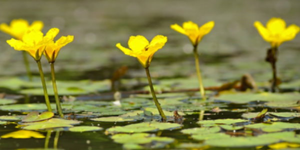 Teichpflanzen Filterpflanzen Pflanzen für den Teich Laichkraut gelbe Seerose 