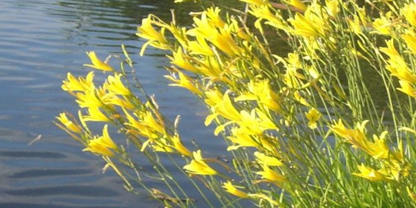 Teichpflanzen für die Uferzone eines Gartenteichs Empfehlung