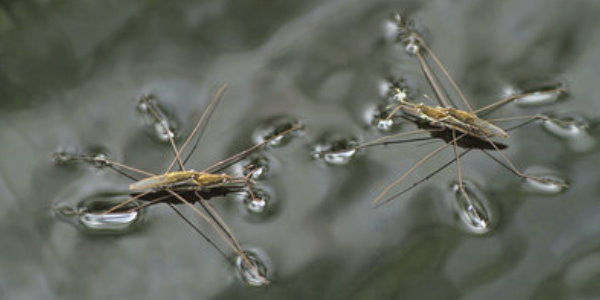 Tiere am Gartenteich Libelle, Grasfrosch & Co Mit Bild