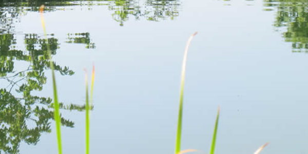Algenblüte im Teich ade durch Saison Start Set Clever handeln