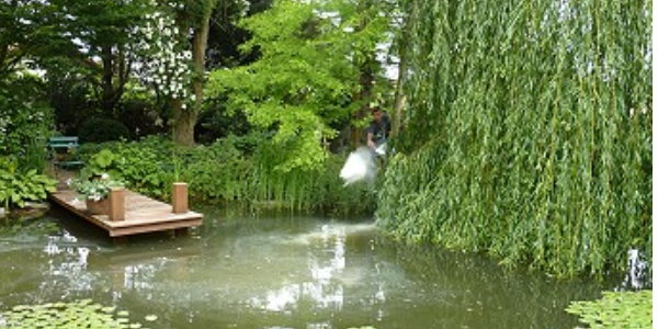Algenwachstum verhindern im Gartenteich So geht es...