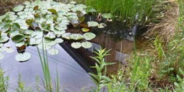 Gartenteich klares Wasser Aus der Praxis berichtet