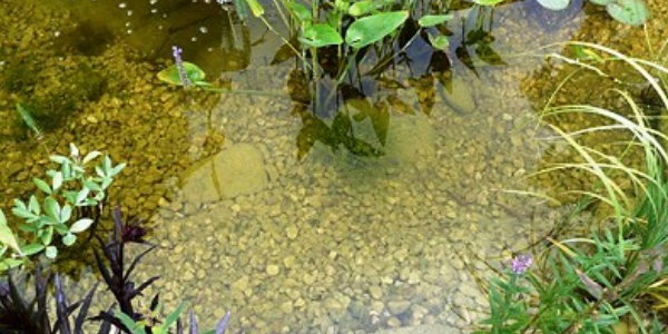 Wunderbar klarer Teich Freie Sicht auf Teichboden