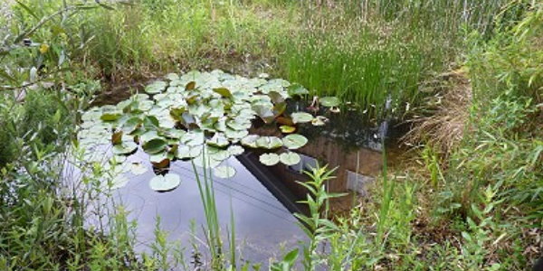 Klarer Gartenteich zum Fünfzigsten Saladin's Teichpflege