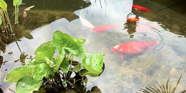 Koi liebt Goldfisch Love Story im Gartenteich Saladin's Teichpflege