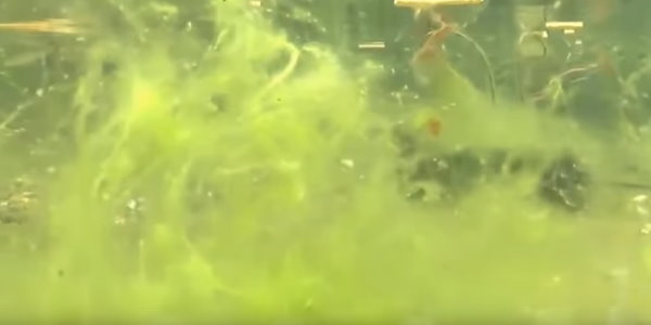 Wie entstehen Algen in einem Gartenteich? Basis Wissen