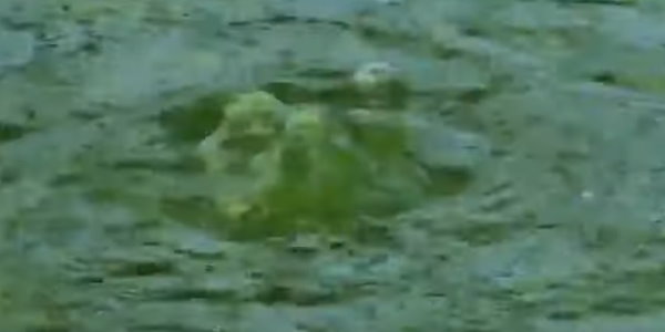 Grünes Wasser im Teich ExpertenInterview klärt auf