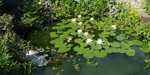 Wasserpflanzen im Gartenteich Wie und wann düngen?