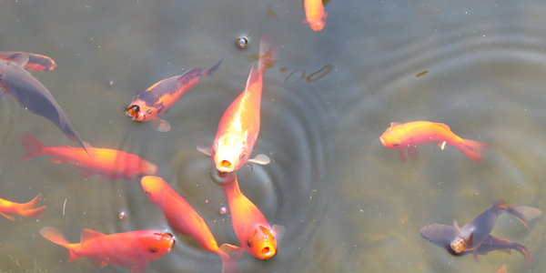 Sauerstoffmangel im Gartenteich was tun?