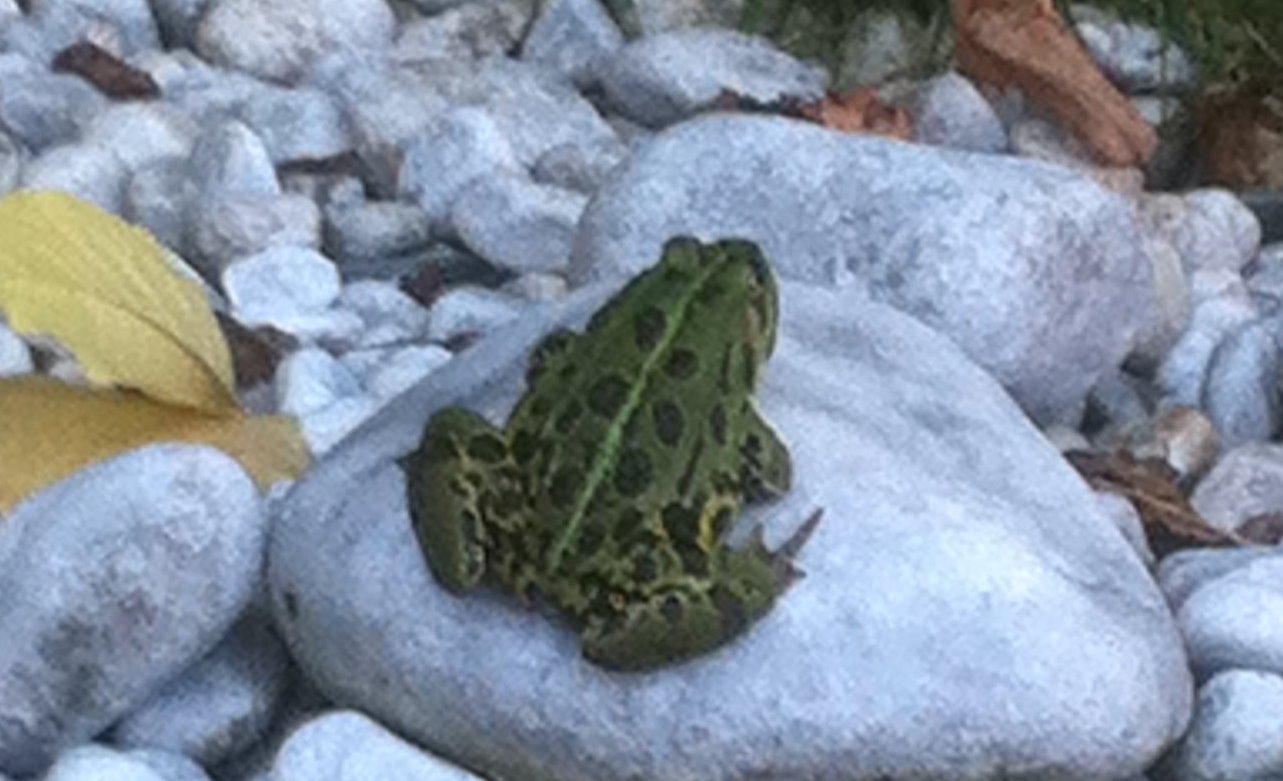 grasfrosch am teich