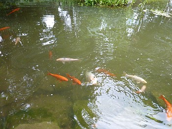 algenwachstum verhindern teich tietz kois