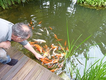 gartenteich tietz koischwarm