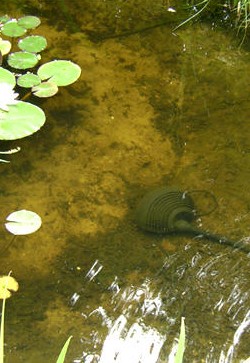 gartenteich klares wasser teichpumpe