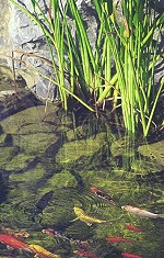 oase-filtral-klares-teichwasser oase filtral klares teichwasser