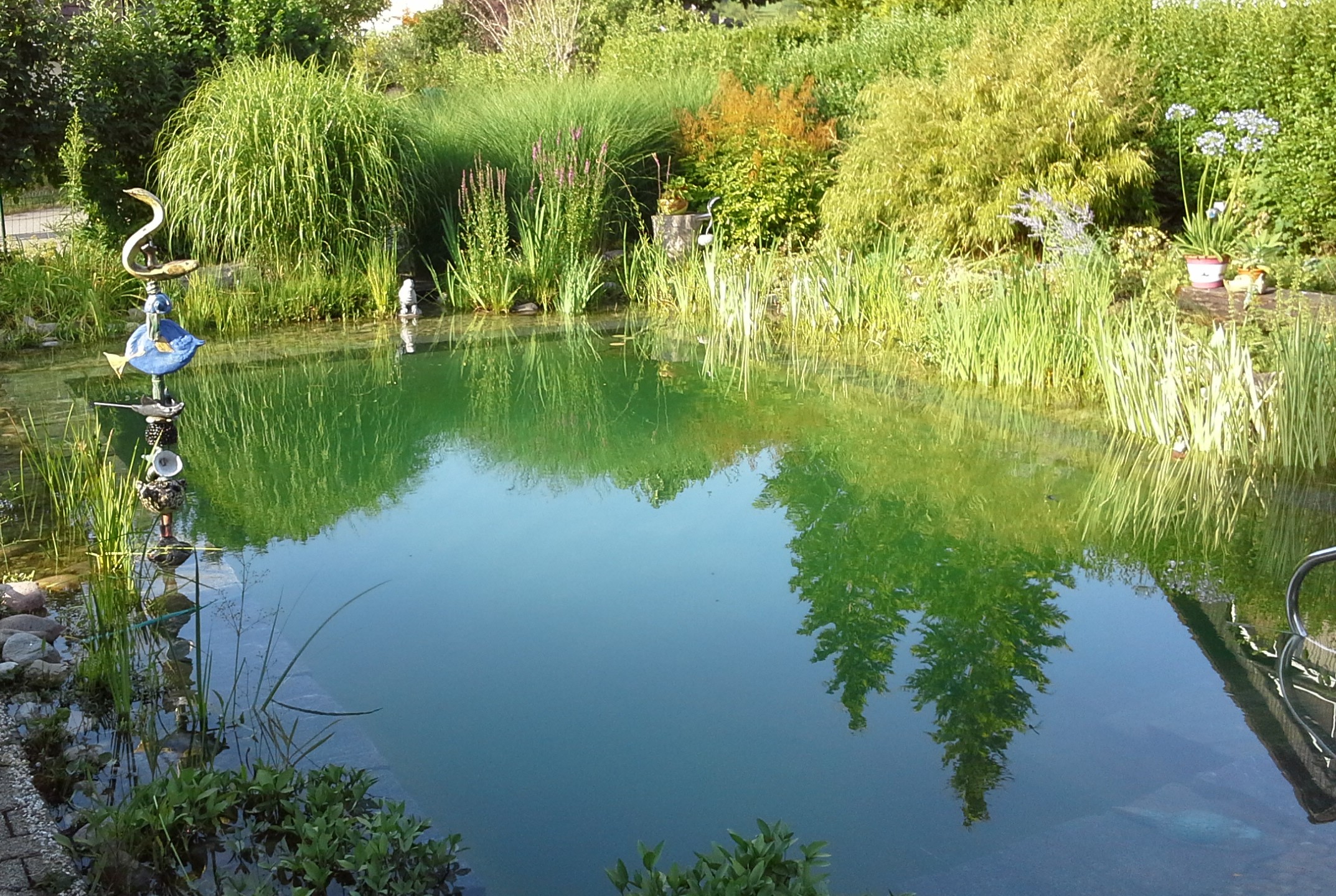 schwimmteich ohne fische