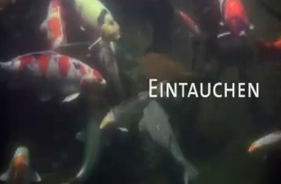 Eintauchen - Koi im Gartenteich