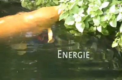 Energie - Koi