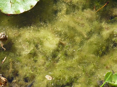 Fadenalgen beseitigen im Teich