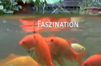 Faszination