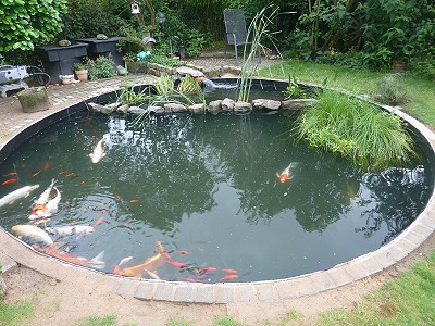 Koi und Goldfische