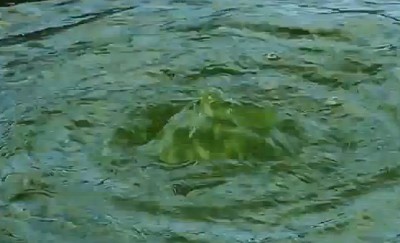 Grünes Wasser im Teich