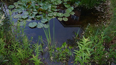 Klares Wasser ohne Algen