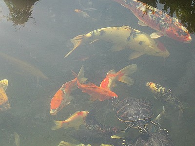 Klassischer Gartenteich Teichbewohner