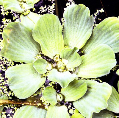 Muschelblume - Schwimmpflanzen für den Gartenteich