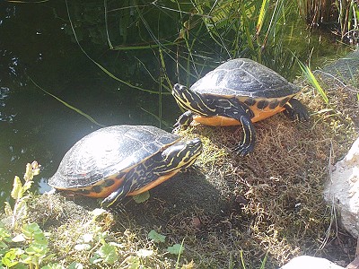 Schildkröten am klassicher Gartenteich
