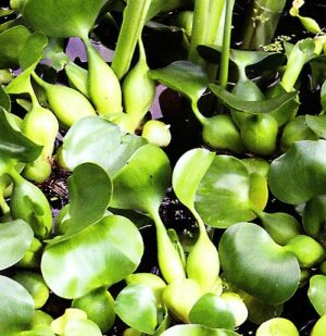 Schwimmpflanzen für den Gartenteich Vorteile und Pflegetipps