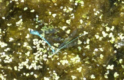 Algen im Weiher - Libellen