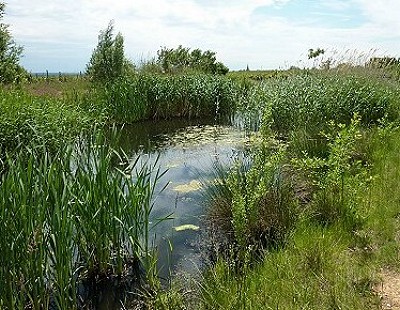 Algen im Weiher - Ansicht