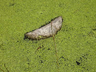 Algen im Weiher - Wasserlinsen