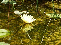 Algenblüten im Gartenteich