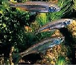 Fische im Gartenteich - Moderlieschen