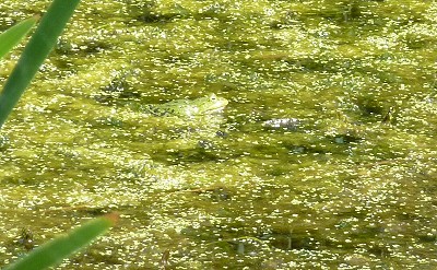 Frosch im Weiher