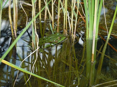 Grasfrosch am Gartenteich