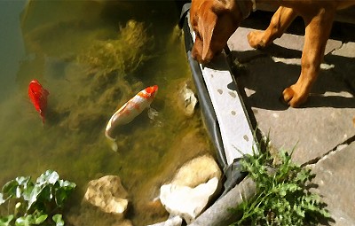 Koi liebt Goldfisch - Flirt