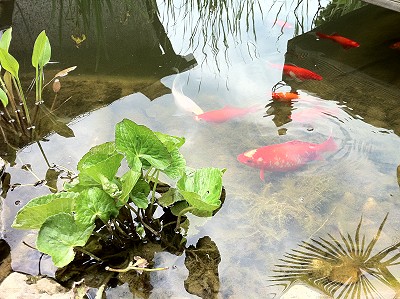 Koi liebt Goldfisch - Impressionen