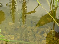 Wunderbar klarer Teich - Sicht bis Teichboden