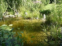 Teich mit Gebüsch