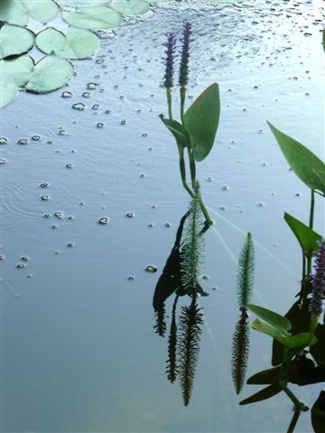 Wunderbar klarer Teich -Teichpflanzen im Teich