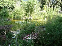 Wunderbar klarer Teich - Blumen
