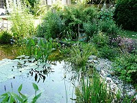 Wunderbar klarer Teich mit Teichpflanzen