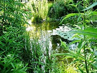 Wunderbar klarer Teich - Pflanzen