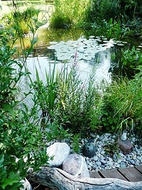 Wunderbar klarer Teich - Seerosenblätter